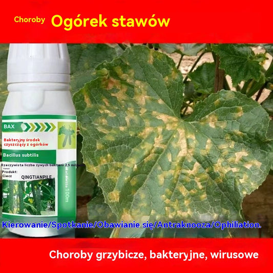 🥒🥒【3butelek】Systemiczny fungicyd do ogórków – skuteczna kontrola bakteriozy, żółtej plamistości i chorób liści