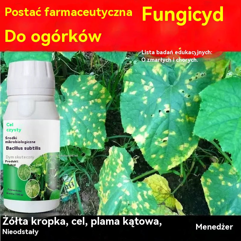 🥒🥒【3butelek】Systemiczny fungicyd do ogórków – skuteczna kontrola bakteriozy, żółtej plamistości i chorób liści