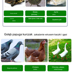 【100 tabletek w butelce】🕊️🐔 Leki weterynaryjne Oksytetracyklina Tabletki przeciwbakteryjne, przeciwzapalne i przeciwbiegunkowe